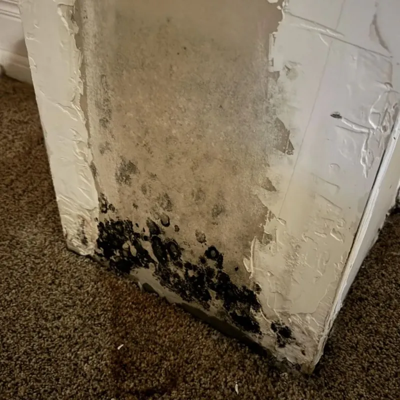 Professional Mold Removal in Newport Beach, CA